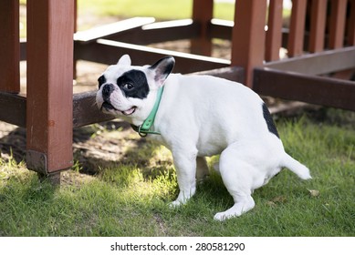 french bulldog pooping in house