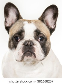 1,070 French Bulldog Open Mouth Images, Stock Photos & Vectors 