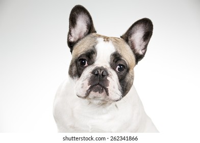 1,070 French bulldog open mouth Images, Stock Photos & Vectors ...