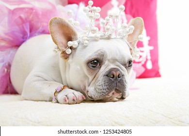 French Bulldog In Princess Costume Laying On Fancy Bed