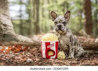 French Bulldog Pup With Toy Popcorn