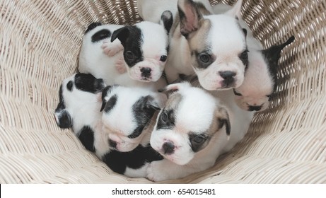 French Bulldog Puppy Images Stock Photos Vectors Shutterstock