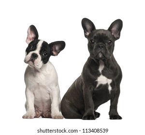 French bulldog puppies, 4 months old, sitting against white background