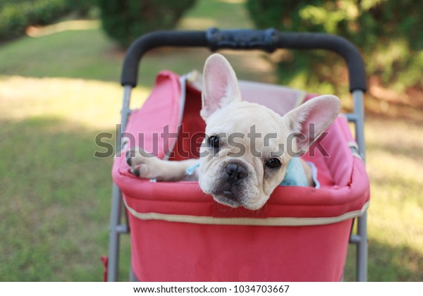 french bulldog in stroller