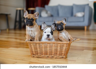French bulldog puppies sitting in a basket