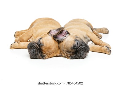 French Bulldog Puppies Sleeping