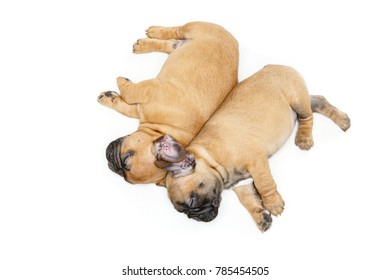 French Bulldog Puppies Sleeping