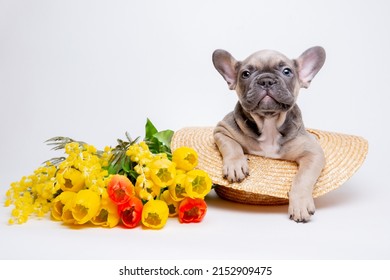 French bulldog puppies in a straw hat on a white background with a bouquet of spring flowers , cute pets