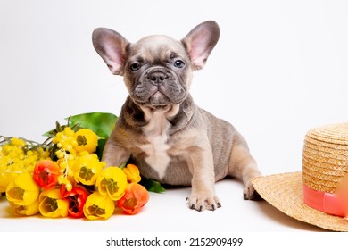 French bulldog puppies in a straw hat on a white background with a bouquet of spring flowers , cute pets