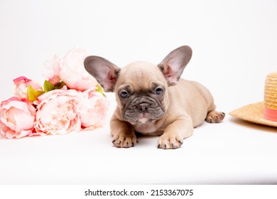 French bulldog puppies with a straw hat on a white background with a bouquet of spring flowers , cute pets