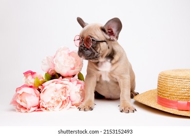 French bulldog puppies in sunglasses with a straw hat on a white background with a bouquet of spring flowers , cute pets