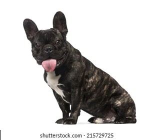 184 French Bulldog Side Profile Stock Photos, Images & Photography ...