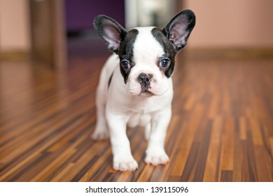 French Bulldog Puppy