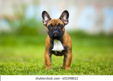 Images Photos Et Images Vectorielles De Stock De Bouledogue