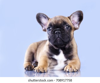 French Bulldog Puppy