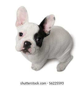 Download High Angle Shot Puppy Images Stock Photos Vectors Shutterstock PSD Mockup Templates