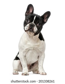 French Bulldog puppy (6 months old)