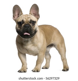 1,034 Tan French Bulldog Images, Stock Photos & Vectors | Shutterstock