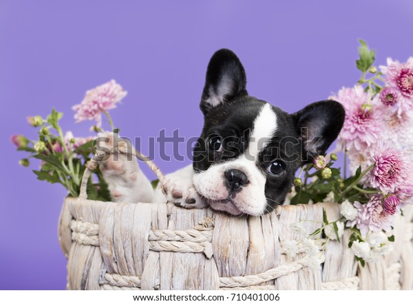 French Bulldog Puppy Autumn Flowers Stock Photo (Edit Now) 710401006