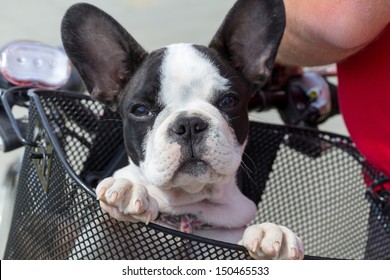 French bulldog puppy in the bike basket