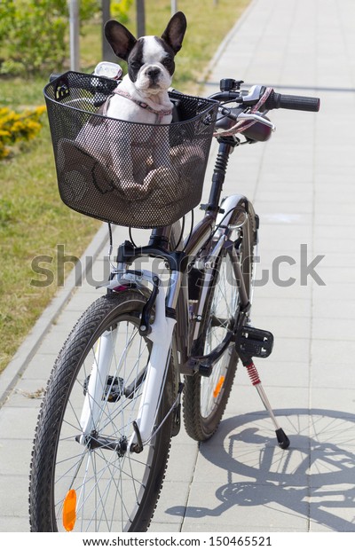 french bulldog bike basket