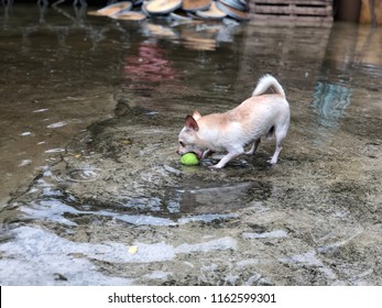 French Bulldog Puppy And Chihuahua Dog Playing With Tennis Ball In The Flood, After The Lot Rain, Animal Is Carriers Bringing Disease, Be Careful Of Leptospirosis.