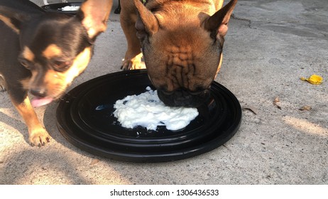 is yogurt safe for dogs