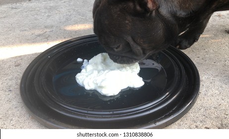 is yogurt safe for dogs