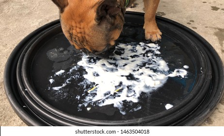 is yogurt safe for dogs