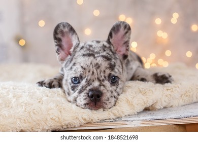 フレンチブルドッグ 赤ちゃん の画像 写真素材 ベクター画像 Shutterstock