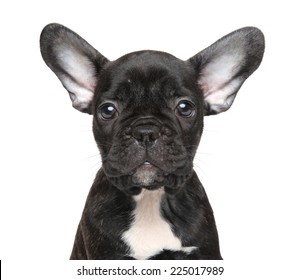 French bulldog puppy. Close-up portrait on isolated white background