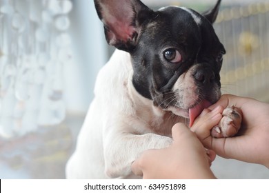 French Bulldog Puppy Dog Licking  A Girl Kid Hands