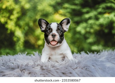 FRENCH BULLDOG PUPPY DOG newborn - Powered by Shutterstock