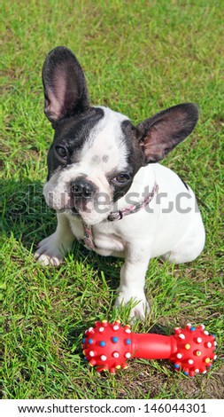 French bulldog puppy and dog toy