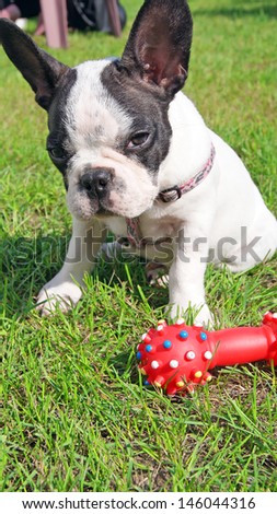 French bulldog puppy and dog toy