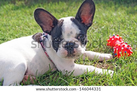 French bulldog puppy and dog toy