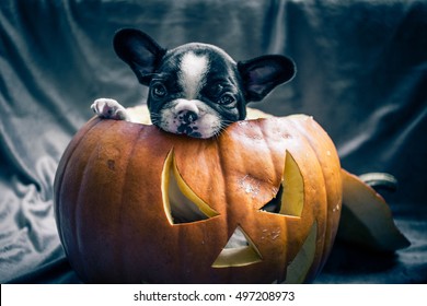 French Bulldog Puppy with Halloween Pumpkin