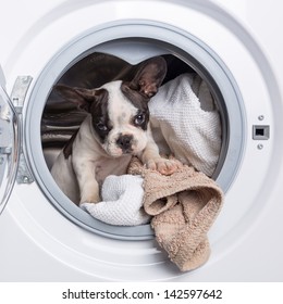 Dog in machine wash Images, Stock Photos & Vectors | Shutterstock