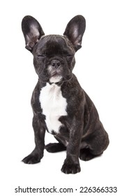 Cool Trendy Posing French Bulldog Sunglasses Stock Photo 722321596 ...