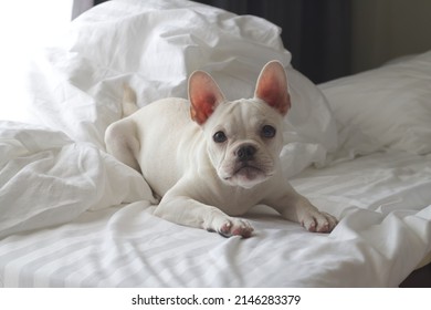 French Bulldog puppy laying on bed and looking on the camera. - Powered by Shutterstock