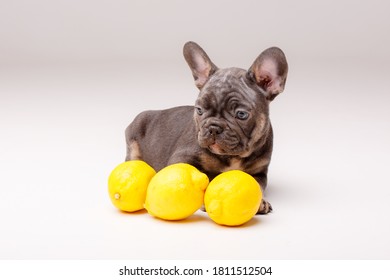 why do dogs go crazy with lemons