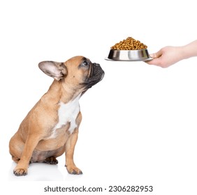 French bulldog puppy looks up at bowl with dry food for pets. isolated on white background