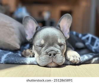 French Bulldog puppy lying on a blanket at home, purebred dog sleeping on the floor, puppy close-up, blue French Bulldog color, small dog - Powered by Shutterstock