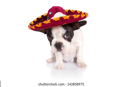 puppy sombrero