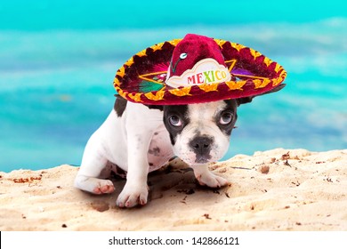 French bulldog puppy in Mexican sombrero on the beach