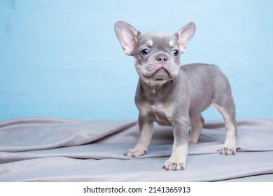 French Bulldog Puppy On Blue Background, Cute Pets Concept