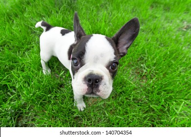 French Bulldog Puppy On The Grass