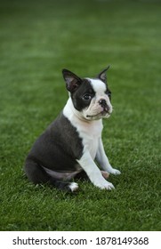 French Bulldog Puppy On The Grass