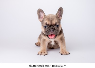 French Bulldog Puppy On White Background