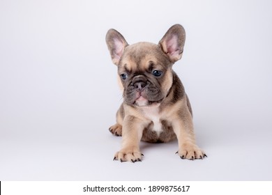 French Bulldog Puppy On White Background